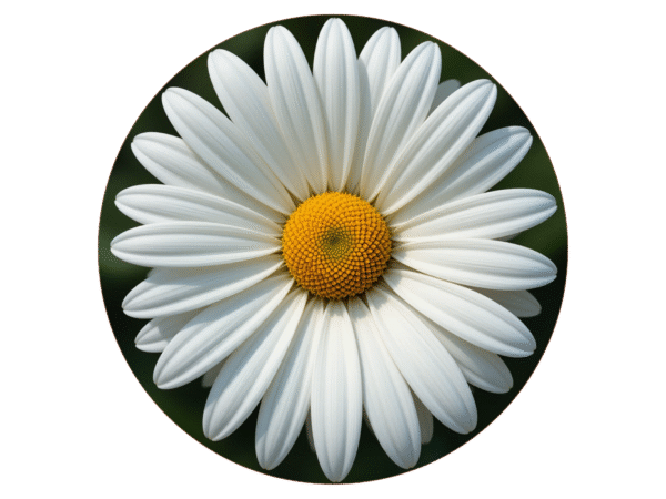Daisy Flower