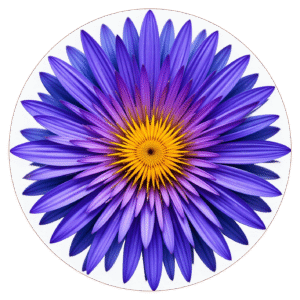 Purple Flower