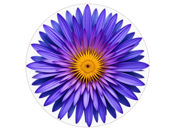 Purple Flower