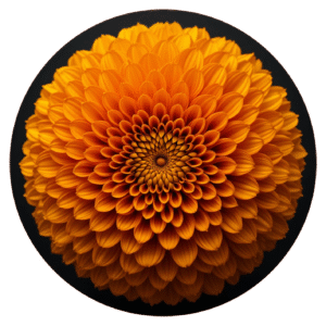 Marigold Flower