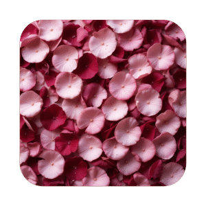 Petal Symphony