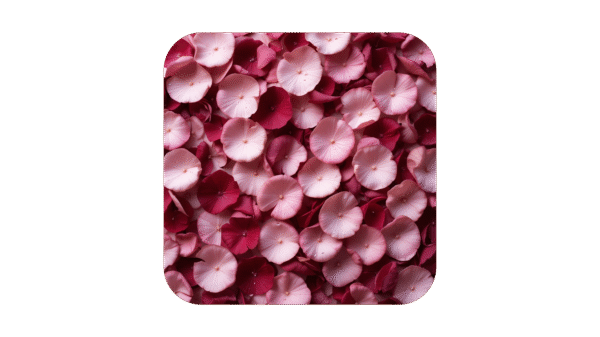 Petal Symphony