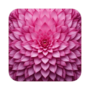 Pink Dahlia