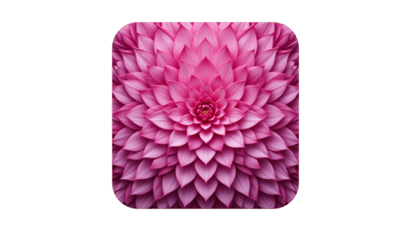 Pink Dahlia