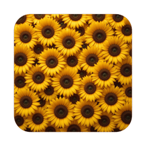 Sun Flowers