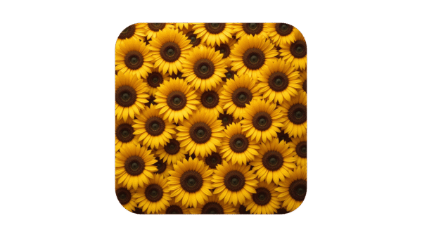 Sun Flowers